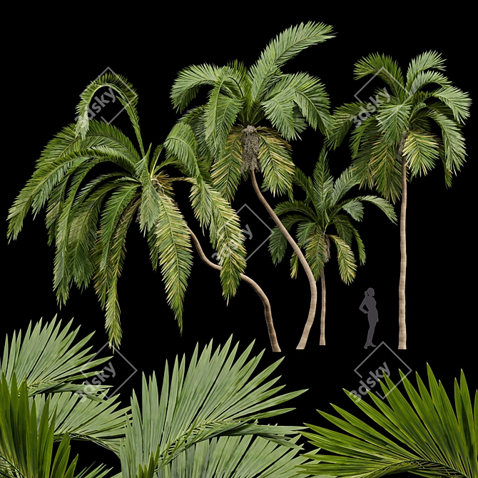 Tropical Majesty: Queen Palm Set 3D model image 1