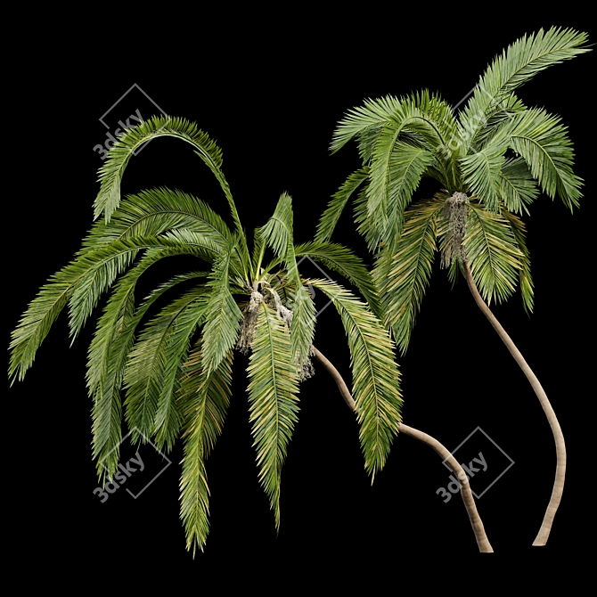 Tropical Majesty: Queen Palm Set 3D model image 2