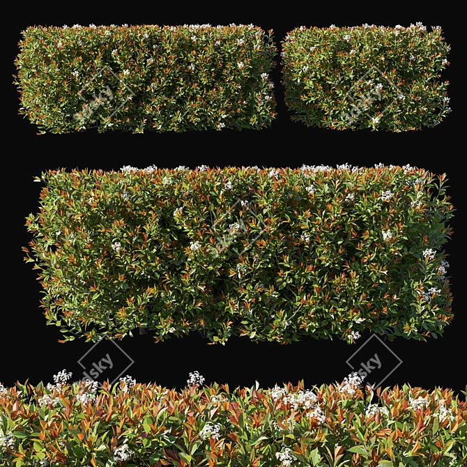Compact Photinia Red Robin 04 3D model image 1