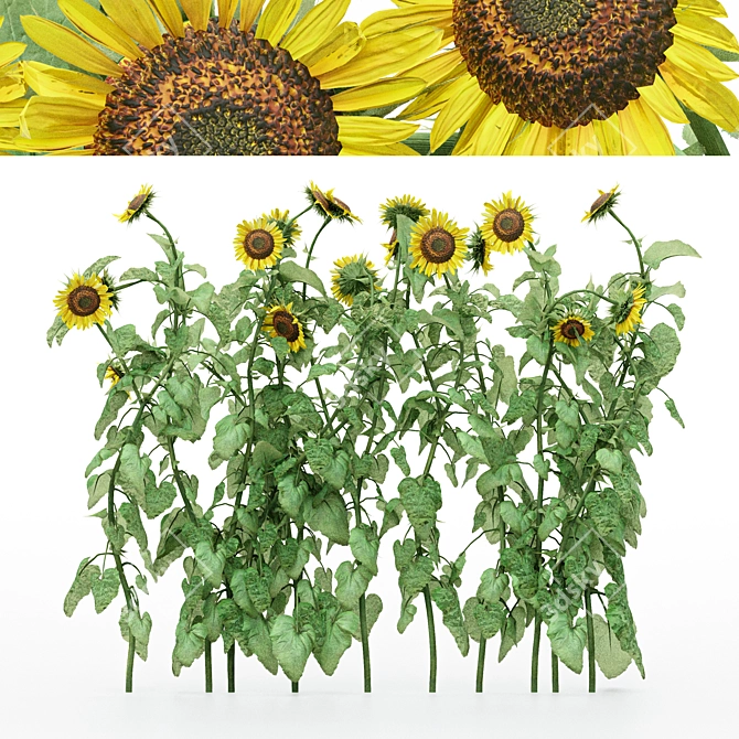 10 Varieties of Bush Sunflowers | 3D Models 3D model image 1