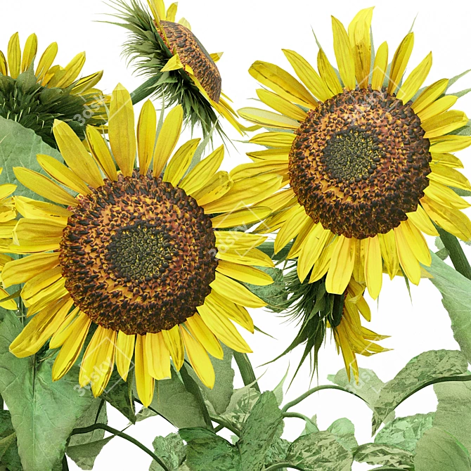 10 Varieties of Bush Sunflowers | 3D Models 3D model image 2