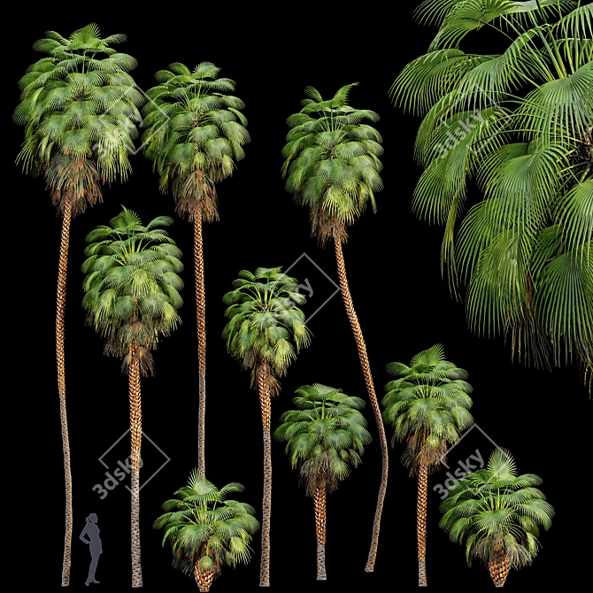 Mexican Fan Palm Bundle: 9 Elegant Trees 3D model image 1