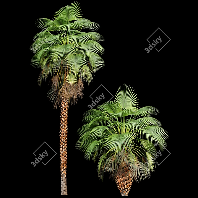 Mexican Fan Palm Bundle: 9 Elegant Trees 3D model image 2