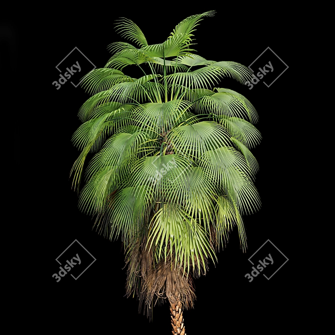 Mexican Fan Palm Bundle: 9 Elegant Trees 3D model image 3