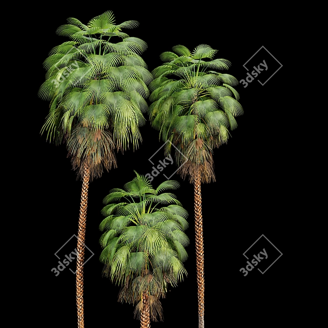 Mexican Fan Palm Bundle: 9 Elegant Trees 3D model image 4