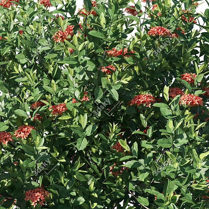 Flame Of The Woods: Ixora Taiwanensis 3D model image 2