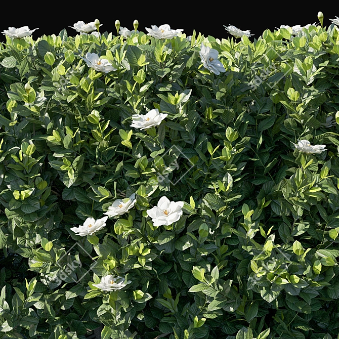 Elegant Gardenia Augusta 02 3D model image 2