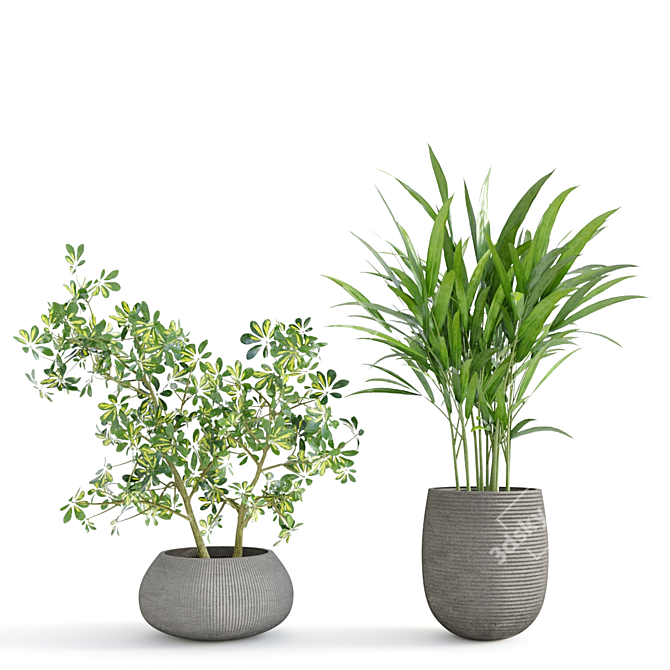 Tropical Indoor Plant Set 3D model image 3