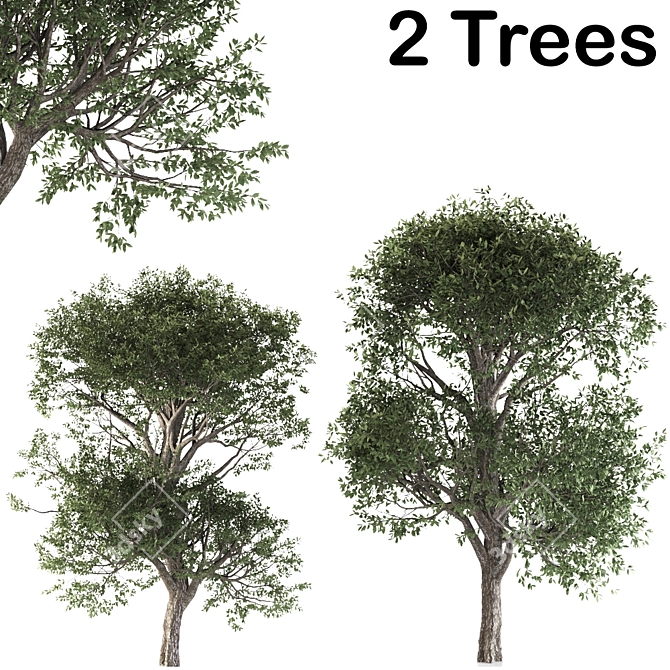 Cherry Delights: 2 Lush Trees 3D model image 1