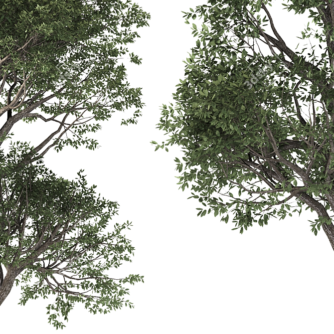 Cherry Delights: 2 Lush Trees 3D model image 2