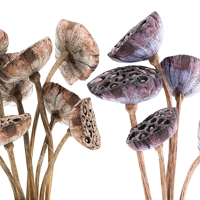 Lotus Delight: Dried Floral Bouquet 3D model image 2