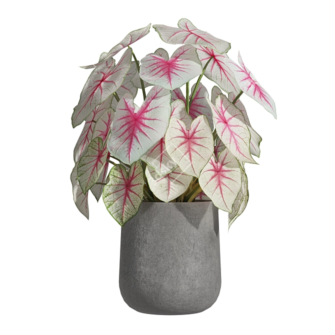 Caladium Fiesta 01: Vibrant 2013 Edition 3D model image 2