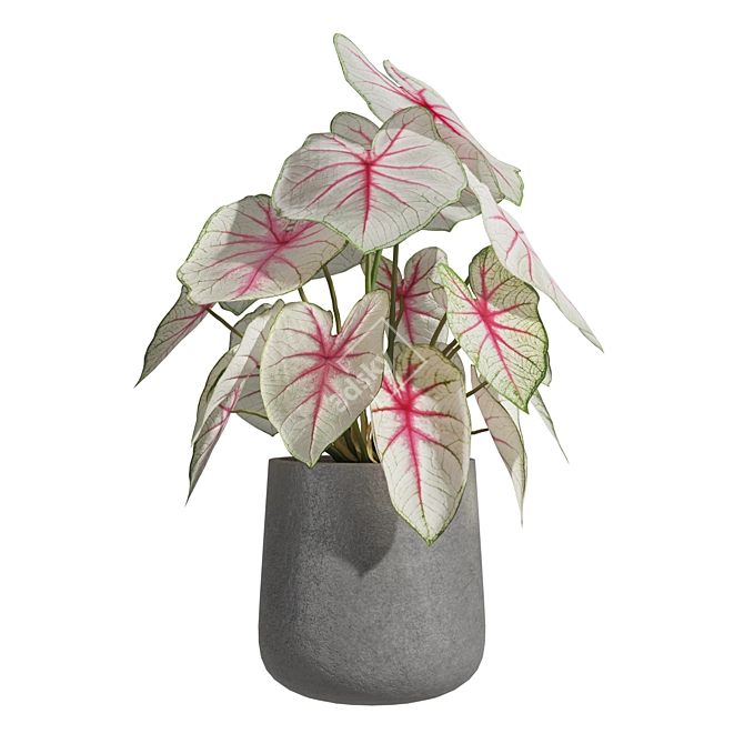 Caladium Fiesta 01: Vibrant 2013 Edition 3D model image 3