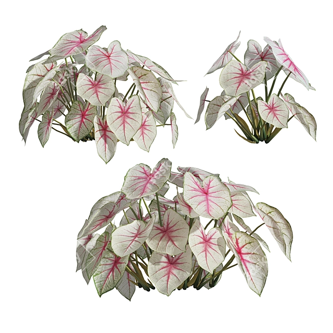 Caladium Fiesta Tropical Foliage Plant 3D model image 1