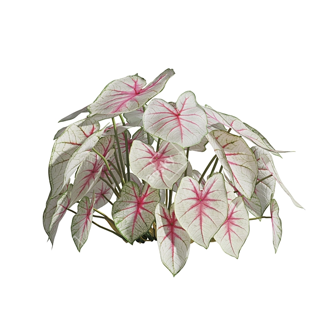 Caladium Fiesta Tropical Foliage Plant 3D model image 3