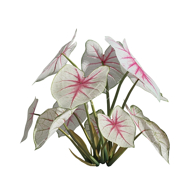 Caladium Fiesta Tropical Foliage Plant 3D model image 4