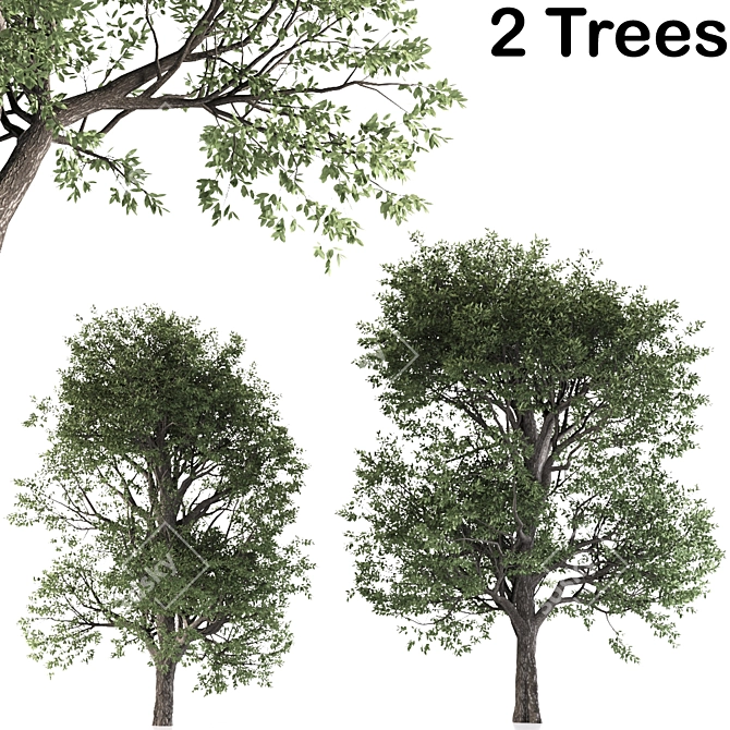 Sweet Cherry Trees (2 Pack) 3D model image 1