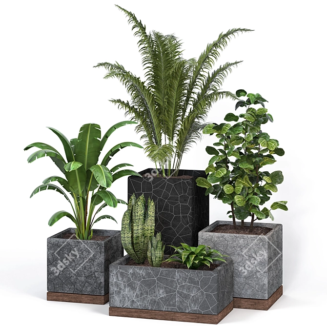 Modern Indoor Plants Collection 3D model image 2