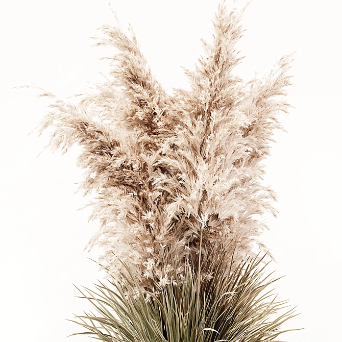 Pampas Grass: 3D Outdoor Beauty 3D model image 2