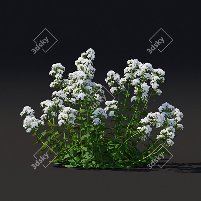 Valerian Red Flowers | Centranthus Ruber Albus 3D model image 4