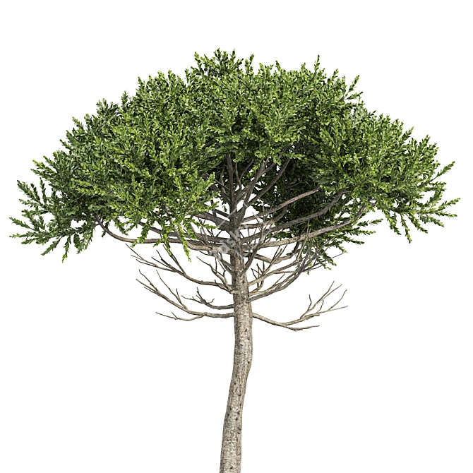 Monkey Puzzle 2 Trees Araucaria Araucana: Stunning 3D Model 3D model image 2