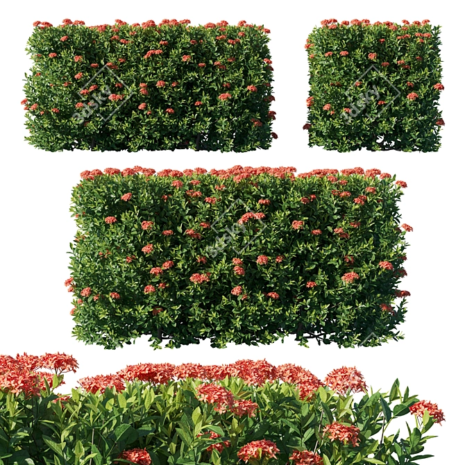 Flame Of The Woods Ixora: Exquisite Floral Accent 3D model image 1