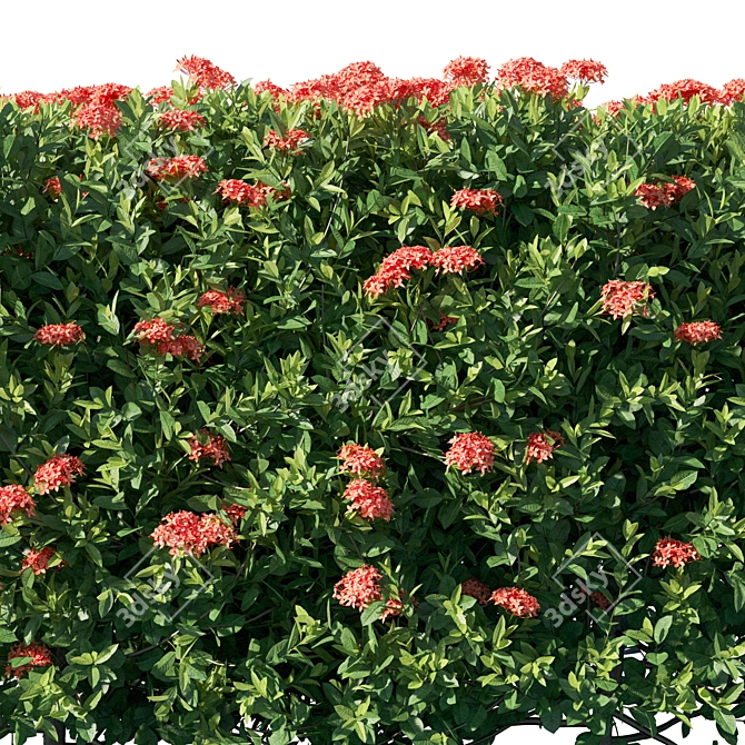 Flame Of The Woods Ixora: Exquisite Floral Accent 3D model image 2