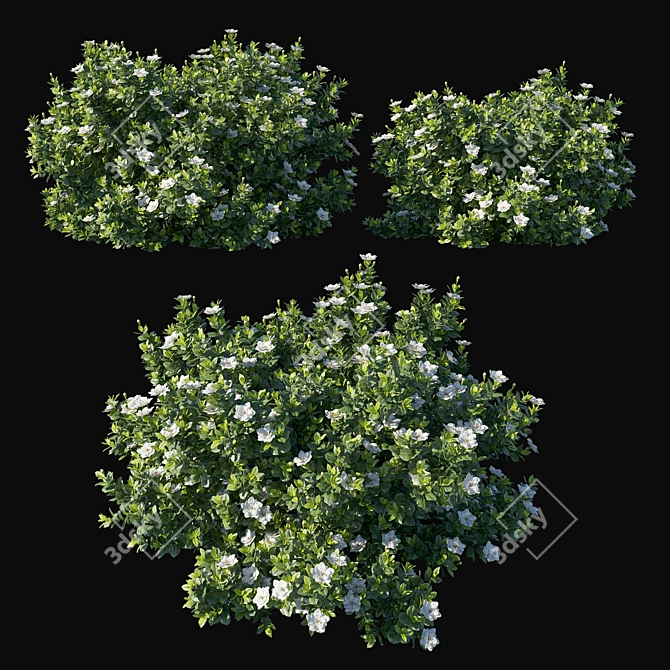 Glorious Gardenia Augusta 04 3D model image 1