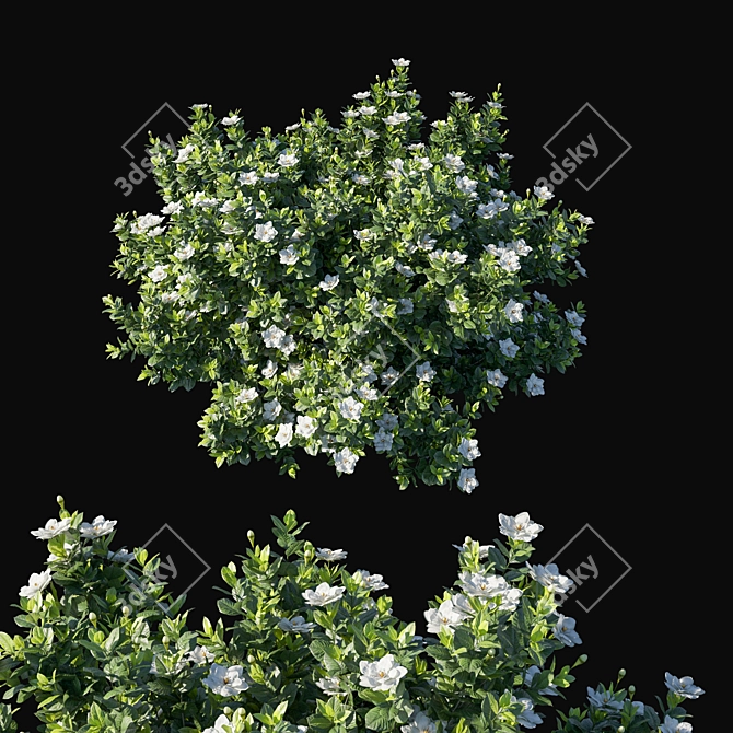 Glorious Gardenia Augusta 04 3D model image 2