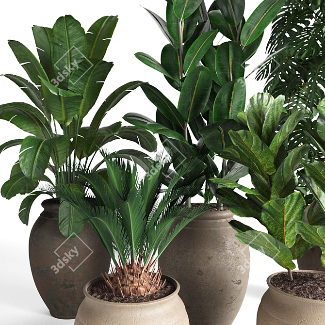 Tropical Plant Collection 3D model image 3