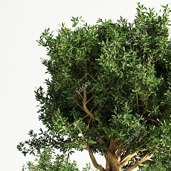 Indoor Tree: Potted Greenery for Any Space 3D model image 4