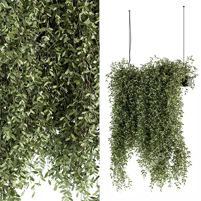 Tropical Oasis: Indoor Hanging Plant Set 3D model image 2