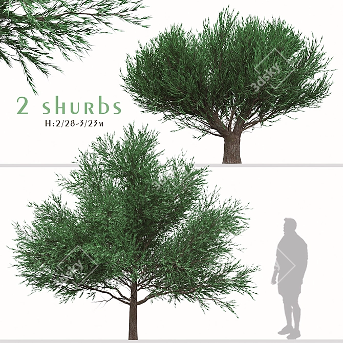 Duo Melaleuca Bracteata Trees 3D model image 1