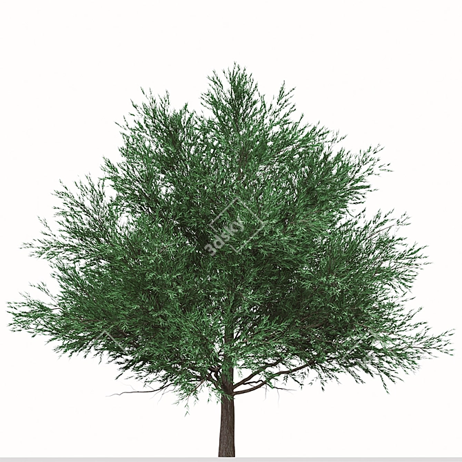 Duo Melaleuca Bracteata Trees 3D model image 2