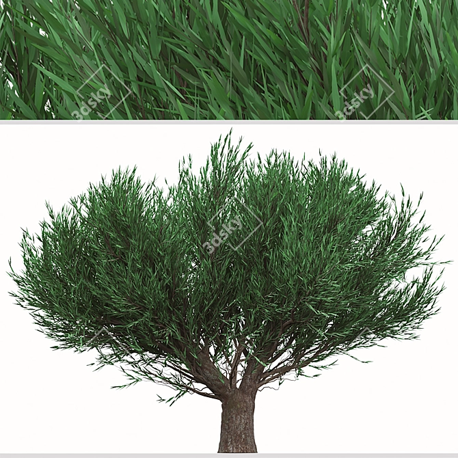 Duo Melaleuca Bracteata Trees 3D model image 3