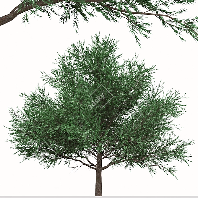 Duo Melaleuca Bracteata Trees 3D model image 4