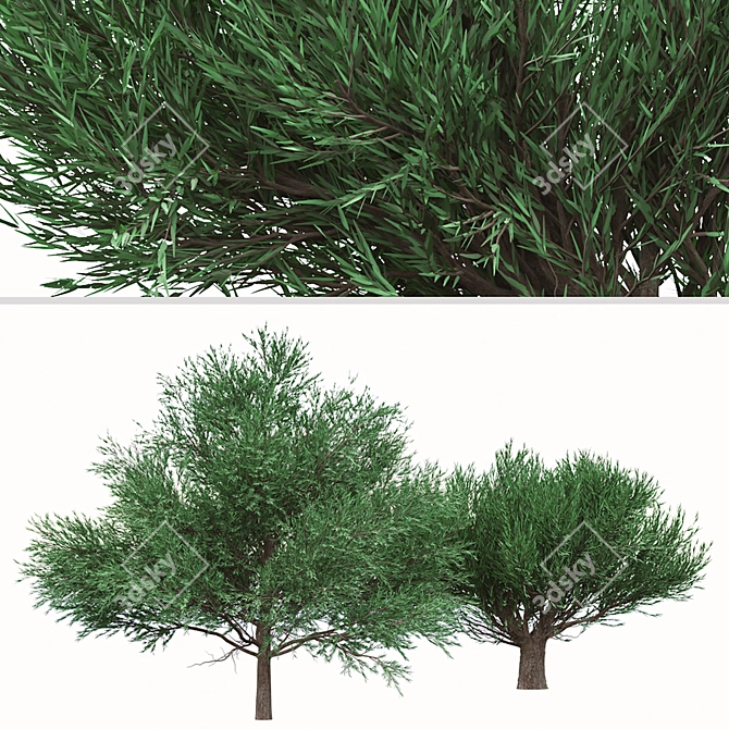 Duo Melaleuca Bracteata Trees 3D model image 5