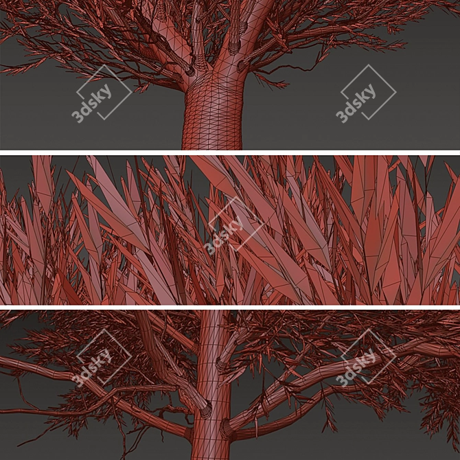 Duo Melaleuca Bracteata Trees 3D model image 6