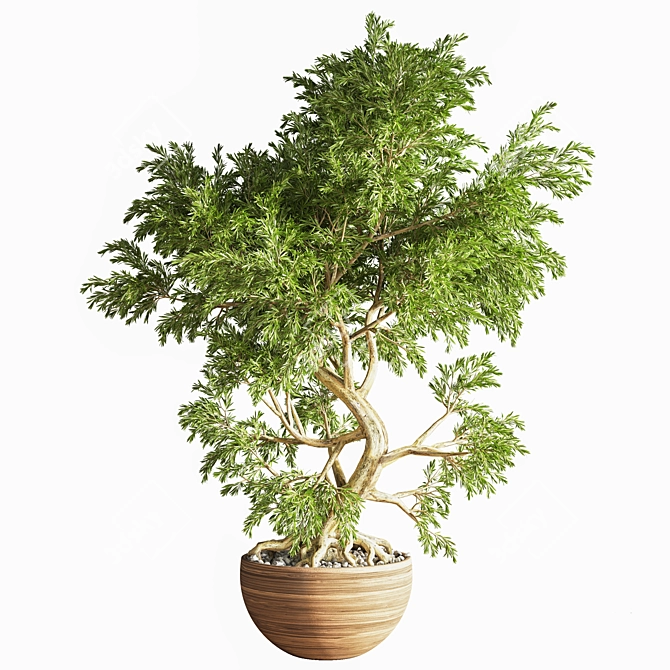 Elegant Bonsai Plant - High Quality 3D model image 1