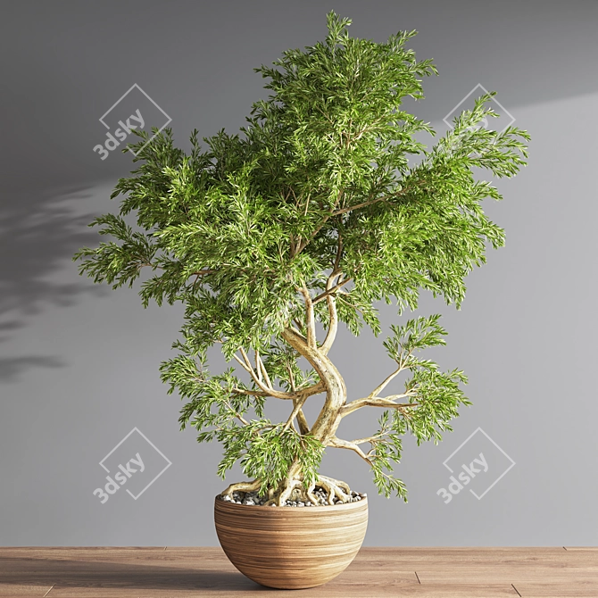 Elegant Bonsai Plant - High Quality 3D model image 2