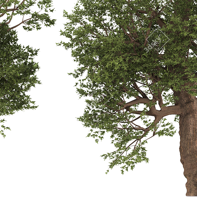 Trident Maple Tree: Eastern Beauty 3D model image 2