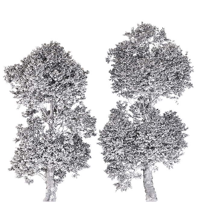 Trident Maple Tree: Eastern Beauty 3D model image 9