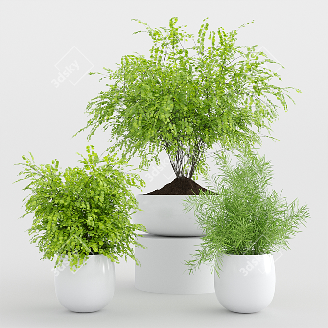 Modern Indoor Plants Set 3D model image 1