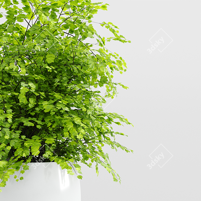 Modern Indoor Plants Set 3D model image 5