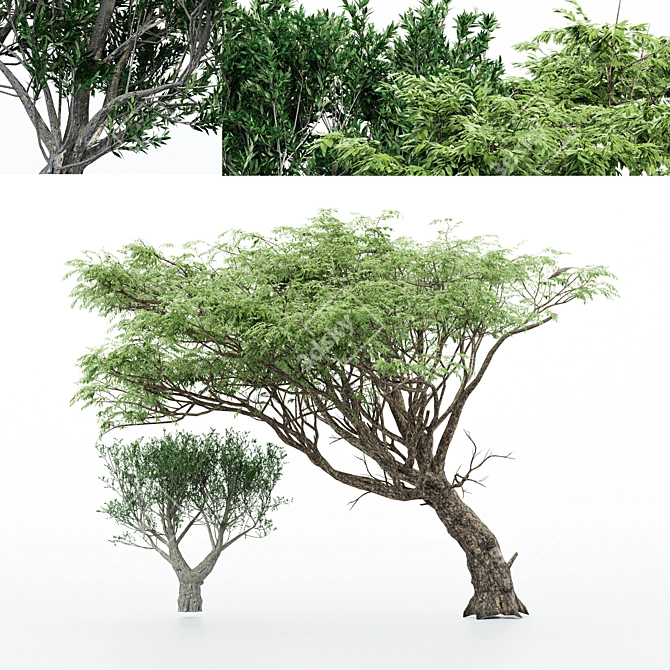 Exotic Acacia & African Olive Tree 3D model image 1