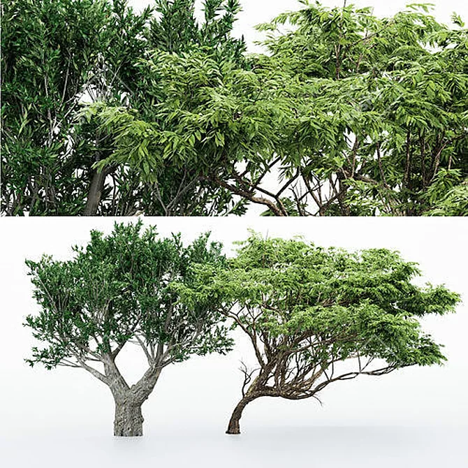 Exotic Acacia & African Olive Tree 3D model image 2