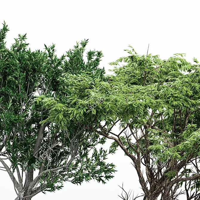 Exotic Acacia & African Olive Tree 3D model image 3