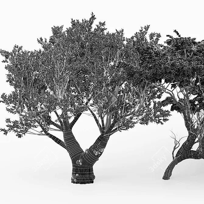 Exotic Acacia & African Olive Tree 3D model image 4