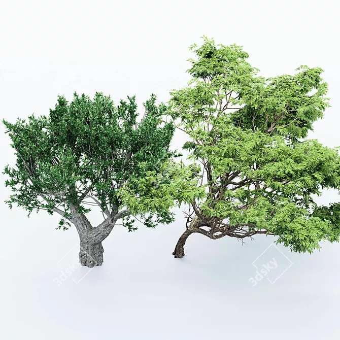 Exotic Acacia & African Olive Tree 3D model image 5