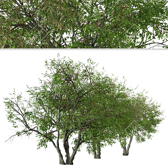 Prunus Serotina Black Cherry Duo: 2 Trees 3D model image 2